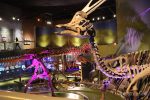 Varias réplicas de dinosaurio del Museo del Desierto, será exhibidas en el Aeropuerto “Felipe Ángeles” en la Ciudad de México. FOTO: VANGUARDIA